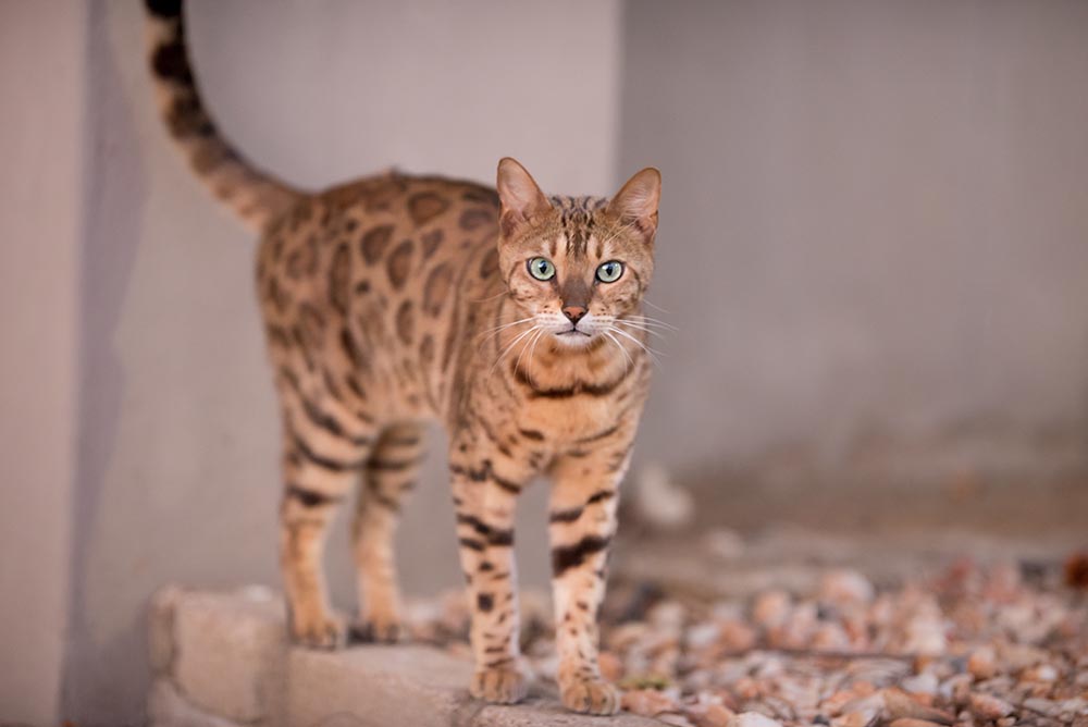 beautiful shot bengal cat curiously staring camera with blurred background