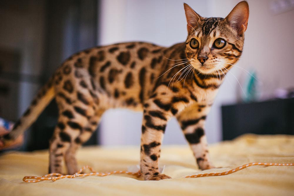 bengal cat stands yellow bed