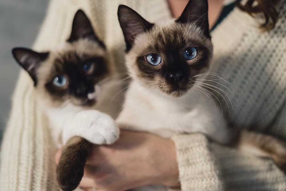 portrait two identical siamese cats